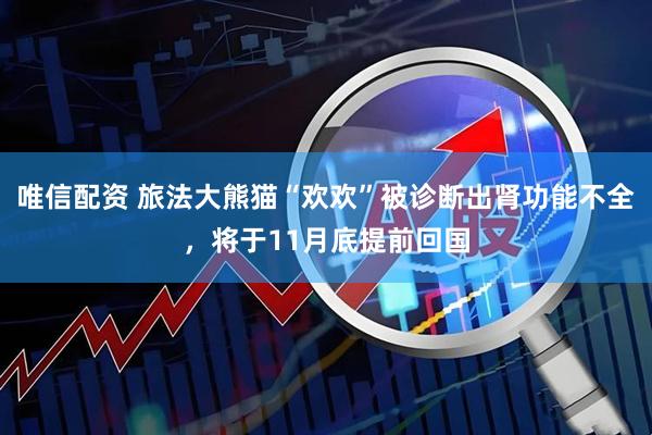 唯信配资 旅法大熊猫“欢欢”被诊断出肾功能不全，将于11月底提前回国